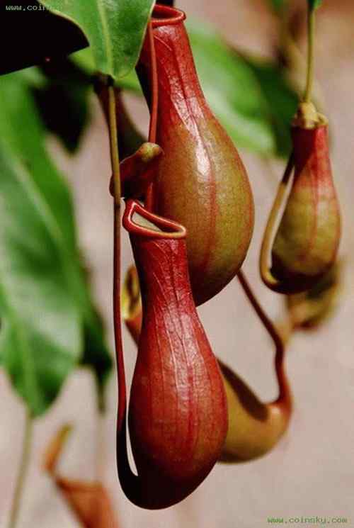 猪笼草、褐翅燕鸥 bridled tern