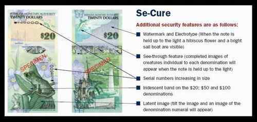 百慕大北美鸣蛙