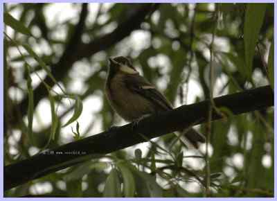 我和鸟儿的故事: 梦里鸟儿知多少（一）