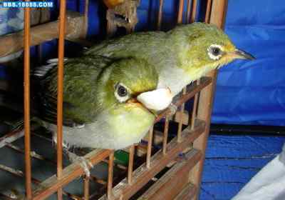 5.12大地震中的小雏鸟及地震记事（十一）