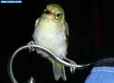 5.12大地震中的小雏鸟及地震记事（十一）