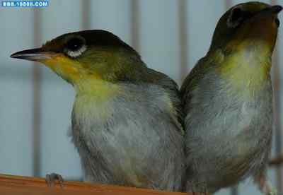 5.12大地震中的小雏鸟及地震记事（十三）