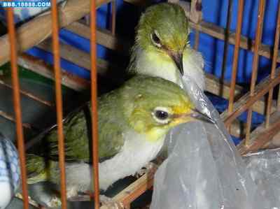 5.12大地震中的小雏鸟及地震记事（十一）