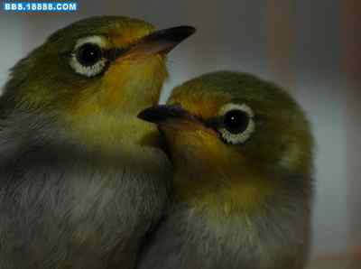 5.12大地震中的小雏鸟及地震记事（十三）