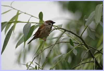 我和鸟儿的故事: 梦里鸟儿知多少（一）