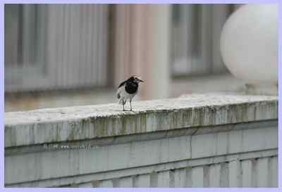 我和鸟儿的故事: 梦里鸟儿知多少（一）