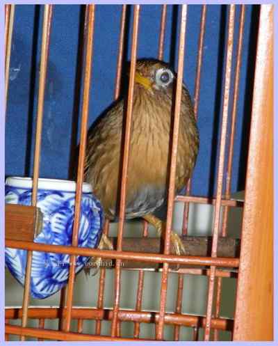 我和鸟儿的故事: 梦里鸟儿知多少（三）