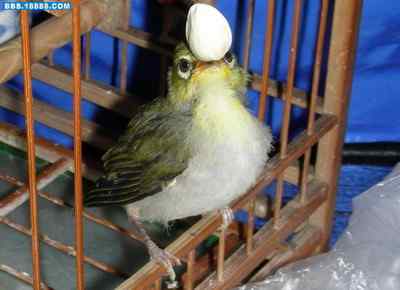 5.12大地震中的小雏鸟及地震记事（十一）