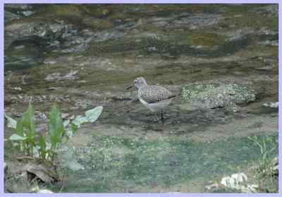 我和鸟儿的故事: 梦里鸟儿知多少（一）