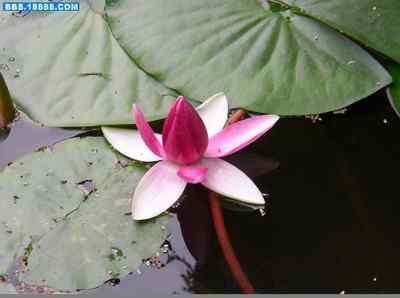 5.12大地震中的小雏鸟及地震记事（十一）