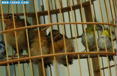 5.12大地震中的小雏鸟及地震记事（十七完结篇）