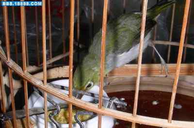 5.12大地震中的小雏鸟及地震记事（十三）