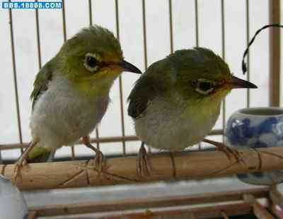 5.12大地震中的小雏鸟及地震记事（十一）