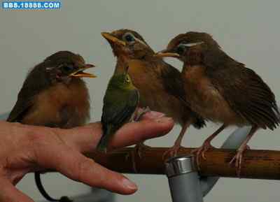 5.12大地震中的小雏鸟及地震记事（十七完结篇）