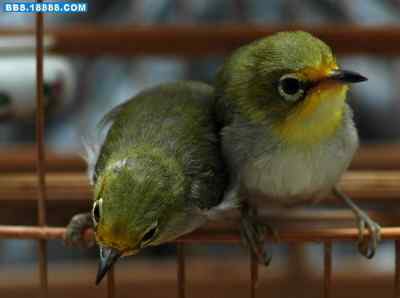 5.12大地震中的小雏鸟及地震记事（十三）