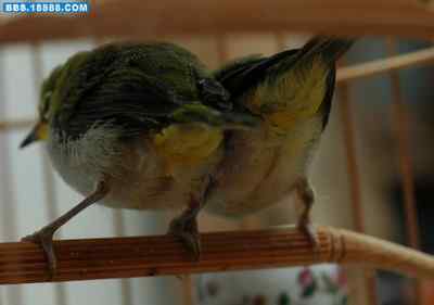 5.12大地震中的小雏鸟及地震记事（十三）