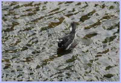 我和鸟儿的故事: 梦里鸟儿知多少（一）