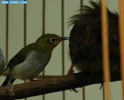 5.12大地震中的小雏鸟及地震记事（十七完结篇）