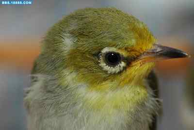 5.12大地震中的小雏鸟及地震记事（十三）