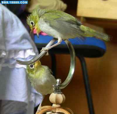 5.12大地震中的小雏鸟及地震记事（十二）