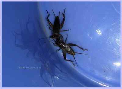 我和鸟儿的故事: 梦里鸟儿知多少（三）