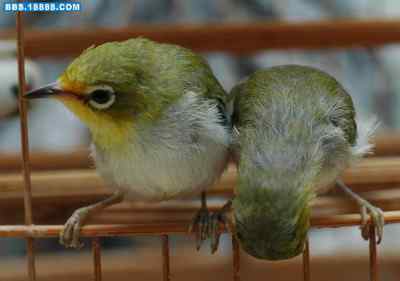 5.12大地震中的小雏鸟及地震记事（十三）