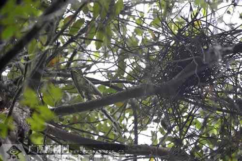 喜报：广西柳州发现海南虎斑鳽巢穴