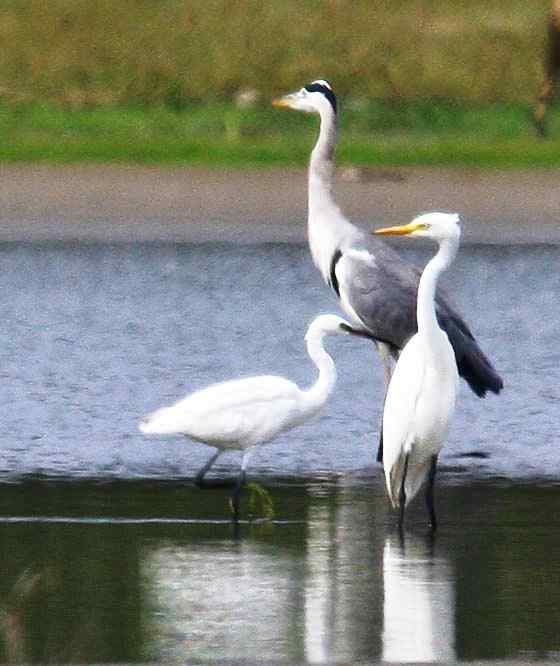 鹭之家族的“全家福”