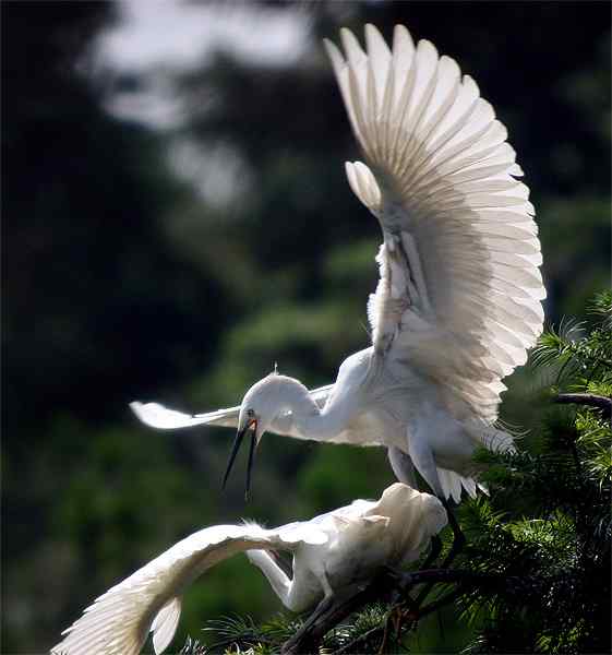 【鸟类介绍】白鹭是一首精巧的诗（小白鹭 bai lu） 42