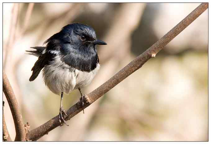 【鸟类介绍】鹊鸲(que qu) 62