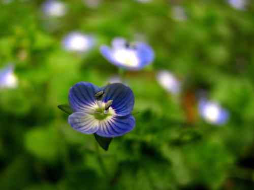 鸟路风景 东湖观鸟