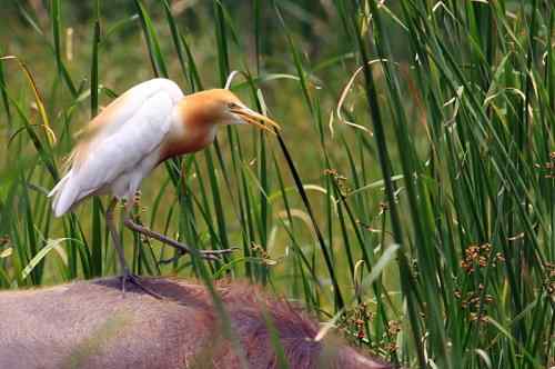 武惠堤的牛背鹭
