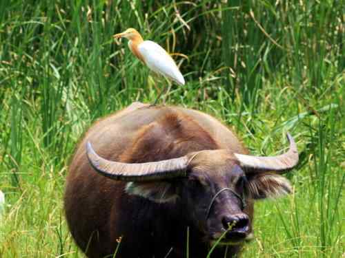 武惠堤的牛背鹭