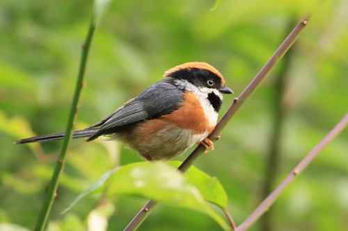 拍不够的红头鸦雀
