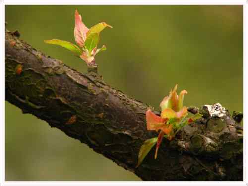 鸟路风景 东湖观鸟