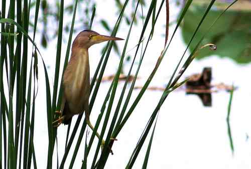 杨桥湖的黄苇鳽