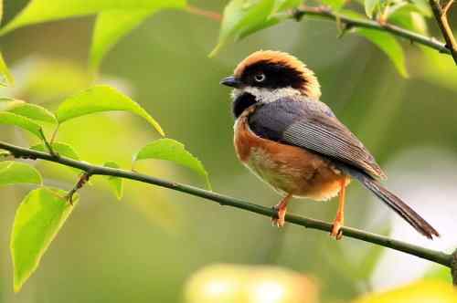 拍不够的红头鸦雀