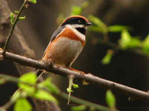 可爱的脸谱鸟：红头长尾山雀