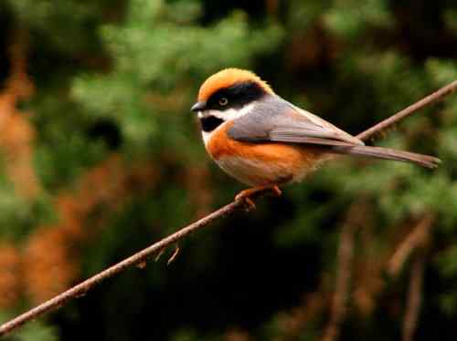 可爱的脸谱鸟：红头长尾山雀