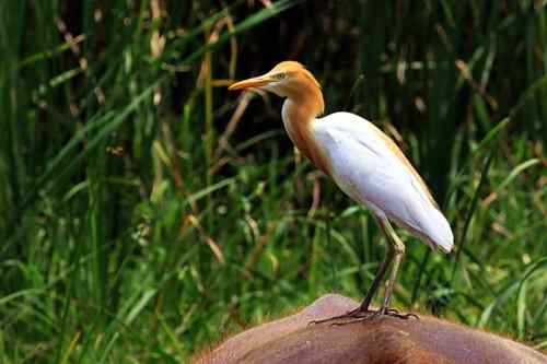 武惠堤的牛背鹭