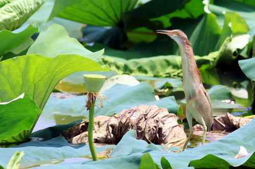 杨桥湖的黄苇鳽