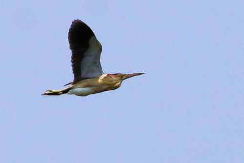 杨桥湖的黄苇鳽