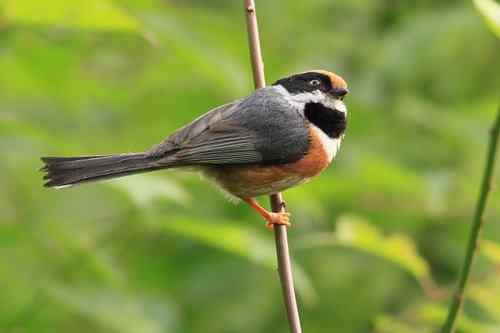 拍不够的红头鸦雀