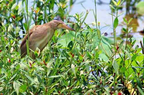 杨桥湖的黄苇鳽