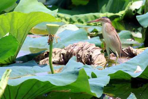 杨桥湖的黄苇鳽