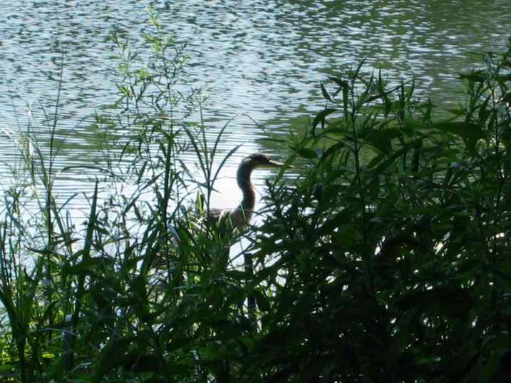 我在美国见到的鹭