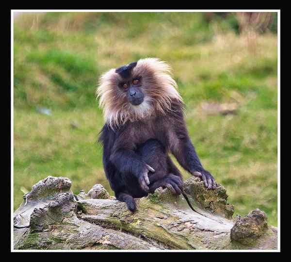 狮尾猴：最濒危的猕猴