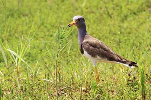草地版的灰头麦鸡