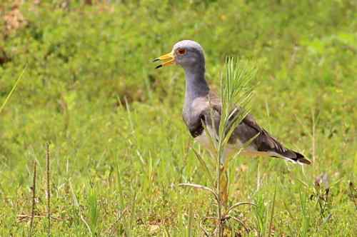 草地版的灰头麦鸡