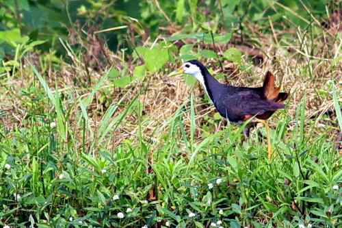 白胸苦恶鸟 武汉并不常见